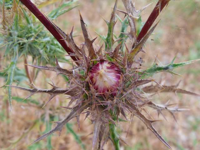 Carlina lanata? no, Carlina corymbosa